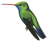 Broad-billed Hummingbird Illustration