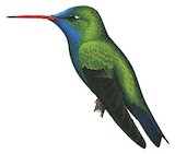 Turquoise-crowned Hummingbird Illustration