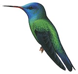 Blue-headed Hummingbird Illustration