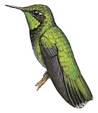 Emerald-chinned Hummingbird Illustration