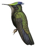 Antillean Crested Hummingbird Illustration