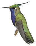 Green-crowned Plovercrest Illustration