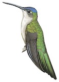 Curve-winged Sabrewing Illustration