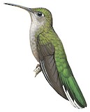 Grey-breasted Sabrewing Illustration