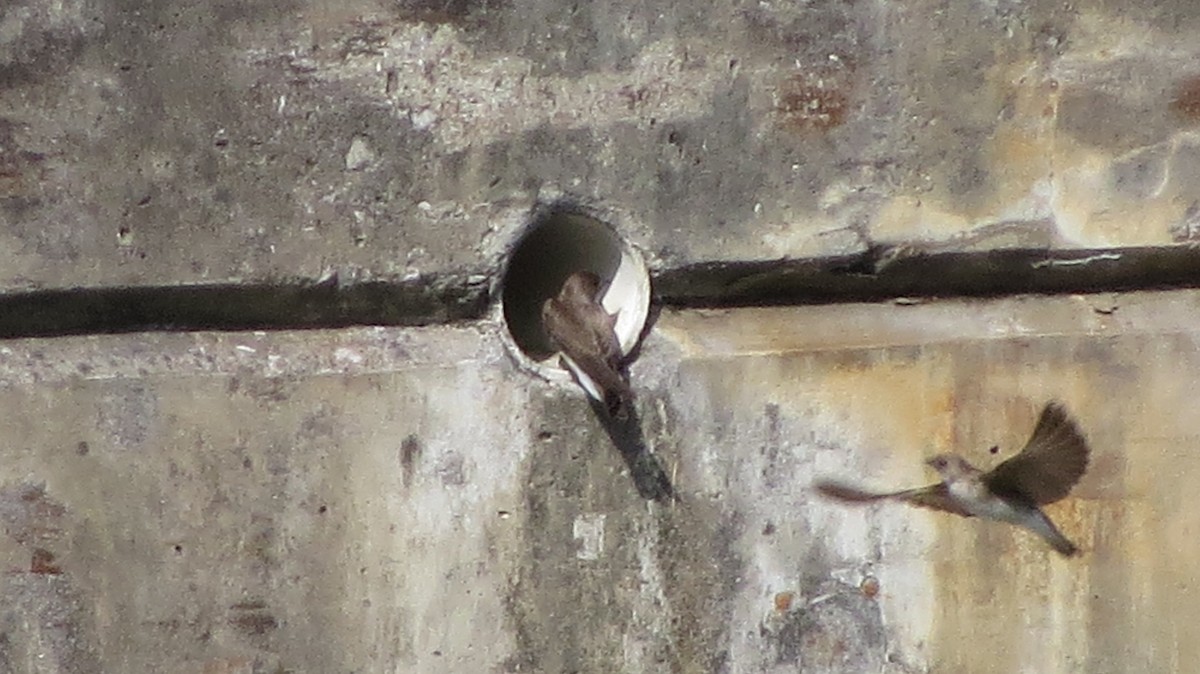 Northern Rough-winged Swallow - ML153366011