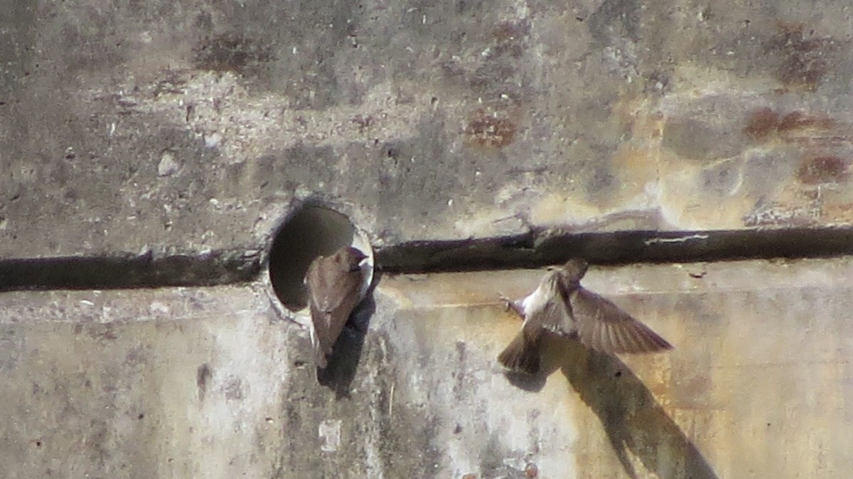 Northern Rough-winged Swallow - ML153366021
