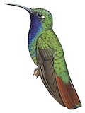 Lazuline Sabrewing Illustration