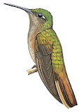 Buff-breasted Sabrewing Illustration