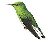 White-tailed Emerald Illustration