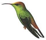 Coppery-headed Emerald Illustration