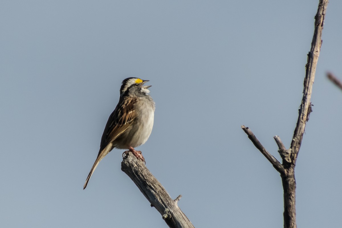 White-throated Sparrow - Darryl Ryan