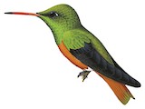 Buff-bellied Hummingbird Illustration