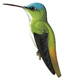 Andean Emerald Illustration