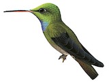 Charming Hummingbird Illustration