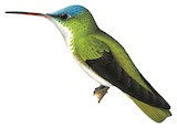 Azure-crowned Hummingbird Illustration