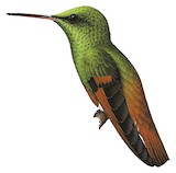 Berylline Hummingbird Illustration