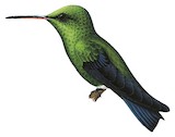 Steely-vented Hummingbird Illustration