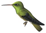 Glittering-throated Emerald Illustration