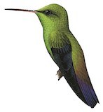 Green-bellied Hummingbird Illustration