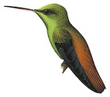 Copper-tailed Hummingbird Illustration