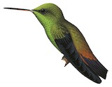 Copper-rumped Hummingbird Illustration