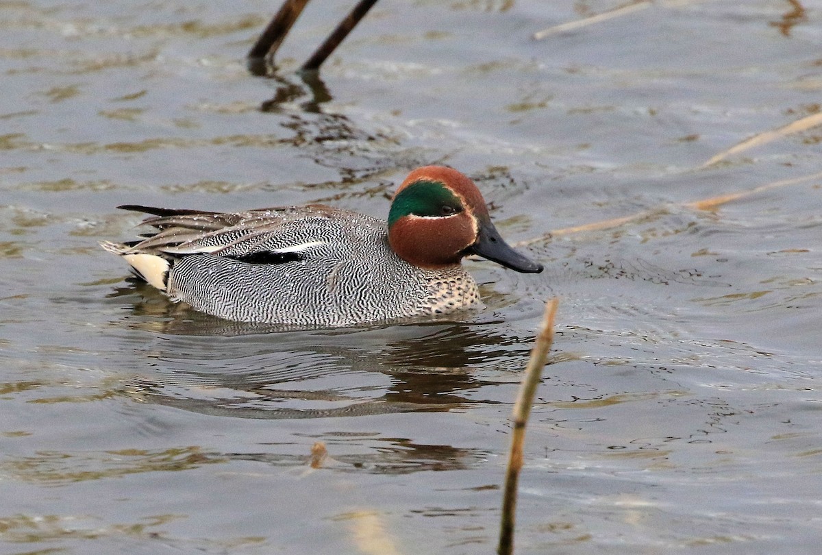 Green-winged Teal - Patrick MONNEY