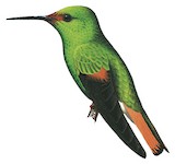 Pirre Hummingbird Illustration