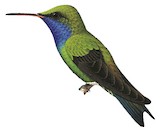 Sapphire-throated Hummingbird Illustration