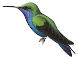 Sapphire-bellied Hummingbird Illustration