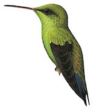 Shining-green Hummingbird Illustration