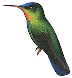 Fiery-throated Hummingbird Illustration