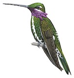 Stripe-breasted Starthroat Illustration