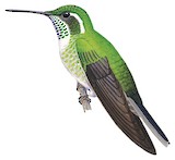 Green-throated Mountaingem Illustration