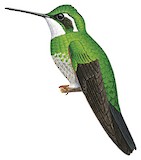 Grey-tailed Mountaingem Illustration