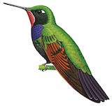 Garnet-throated Hummingbird Illustration