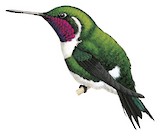 White-bellied Woodstar Illustration