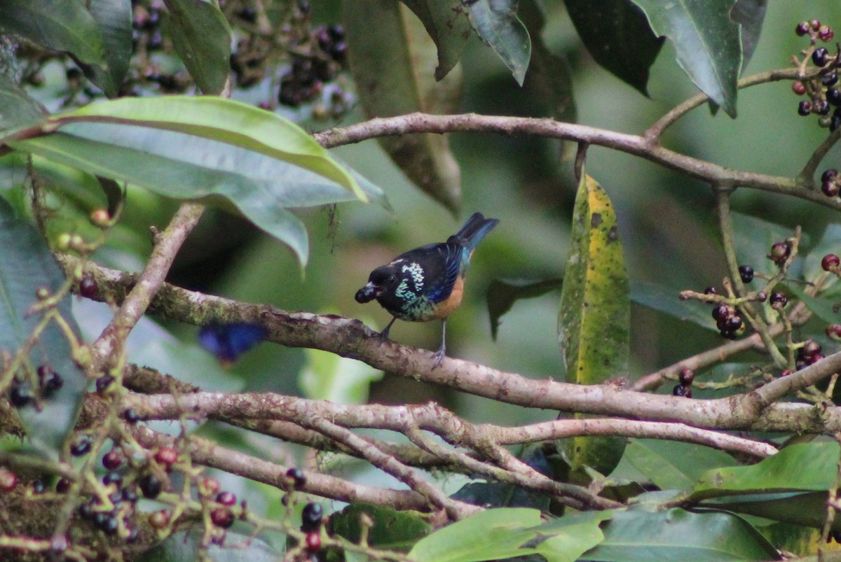 Spangle-cheeked Tanager - Cédric Duhalde