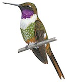 Magenta-throated Woodstar Illustration