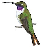 Mexican Sheartail Illustration