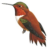 Rufous Hummingbird Illustration