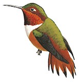 Allen's Hummingbird Illustration