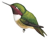 Volcano Hummingbird Illustration