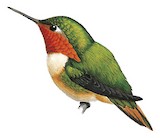 Scintillant Hummingbird Illustration