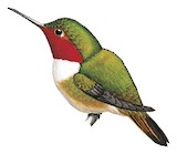 Glow-throated Hummingbird Illustration