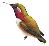 Wine-throated Hummingbird Illustration