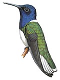 White-necked Jacobin Illustration