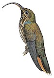 Buff-tailed Sicklebill Illustration