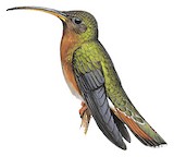 Rufous-breasted Hermit Illustration