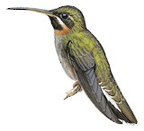 Band-tailed Barbthroat Illustration