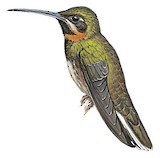 Pale-tailed Barbthroat Illustration